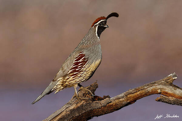 Animal Poster featuring the photograph Gambel's Quail Perched on a Branch by Jeff Goulden
