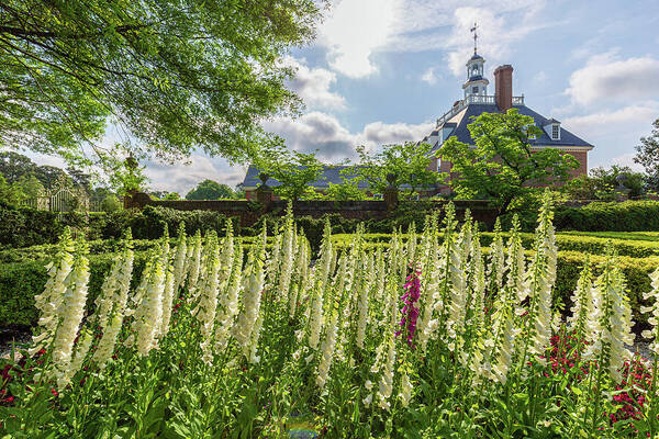 Colonial Williamsburg Poster featuring the photograph Garden Flowers at the Governor's Palace by Rachel Morrison