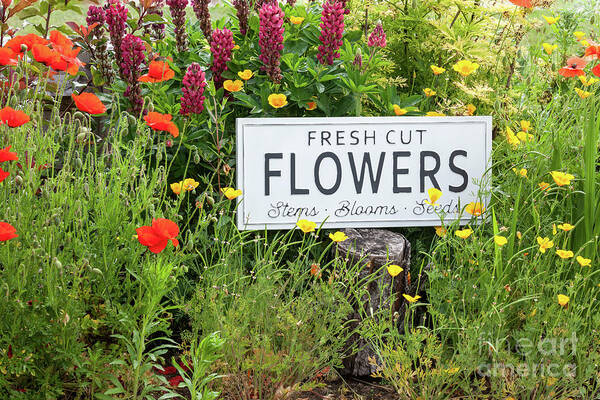 Arrangement Poster featuring the photograph Garden flowers with fresh cut flower sign 0771 by Simon Bratt