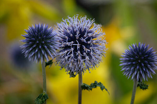 Wildflower Poster featuring the photograph Garden Globes by Linda Bonaccorsi