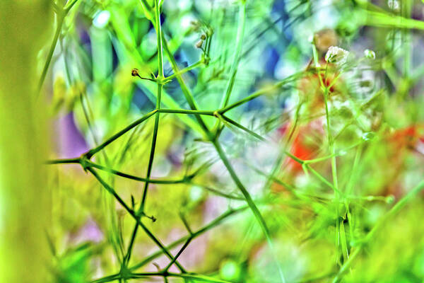 Abstract Nature Photo Poster featuring the photograph Garden Matrix by Az Jackson
