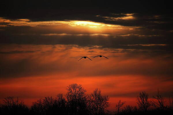 Mead Wildlife Area Poster featuring the photograph Geese Flying To The Sun by Dale Kauzlaric