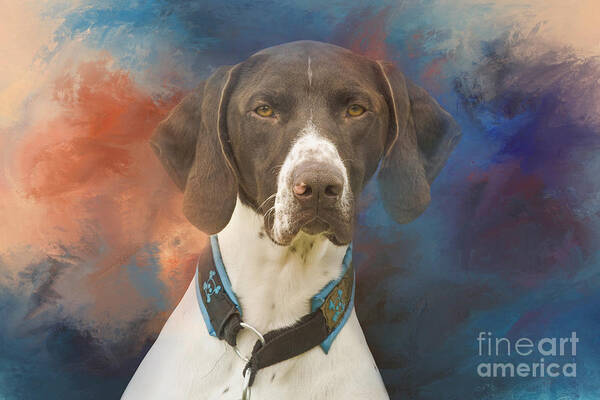 German Shorthaired Pointer Poster featuring the photograph German Shorthaired Pointer Two by Elisabeth Lucas