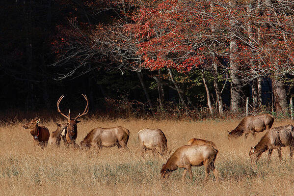 Elk Poster featuring the photograph Getting Noticed by Gina Fitzhugh