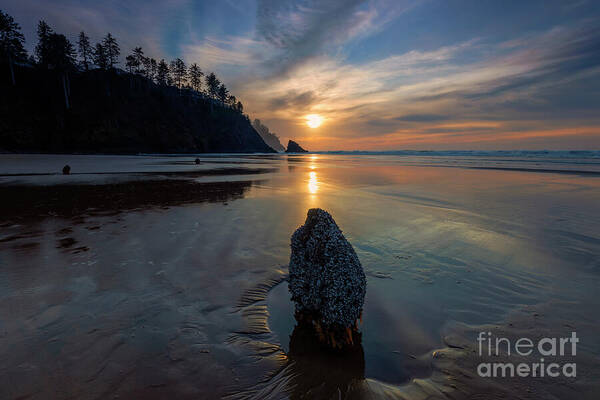 Oregon Poster featuring the photograph Ghost Forest Sunset by Michael Dawson