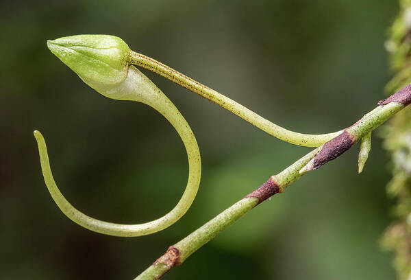 Dendrophylax Lindenii Poster featuring the photograph Ghost Orchid Bud by Rudy Wilms