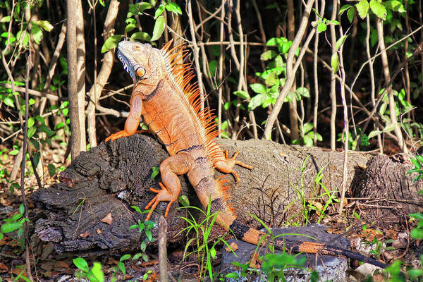 Iguana Poster featuring the photograph Giant Iguana, Belize by Tatiana Travelways