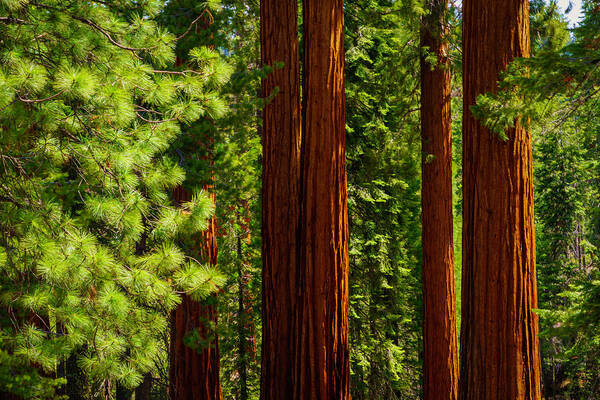 Sequoia Trees Poster featuring the photograph Giant Sequoias in Mariposa Grove 3 by Lindsay Thomson