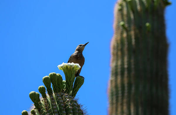 Arizona Poster featuring the photograph Gila Woodpecker on Saguaro Cactus by Dawn Richards