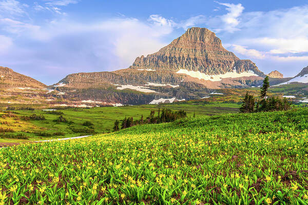 Glacier Lilies Poster featuring the photograph Glacier Lilies bloom at the base of Reynolds Mountain in Glacier National Park by Jack Bell