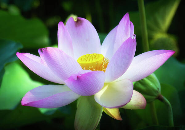 Flower Poster featuring the photograph Glowing Lotus Flower by Karen Smale