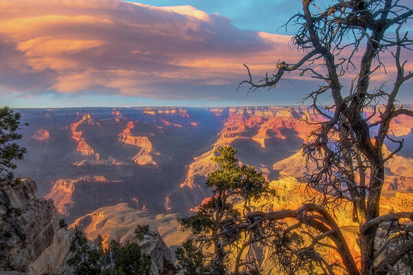 Arizona Poster featuring the photograph Gnarled juniper on Canyon Rim by Jeff Folger