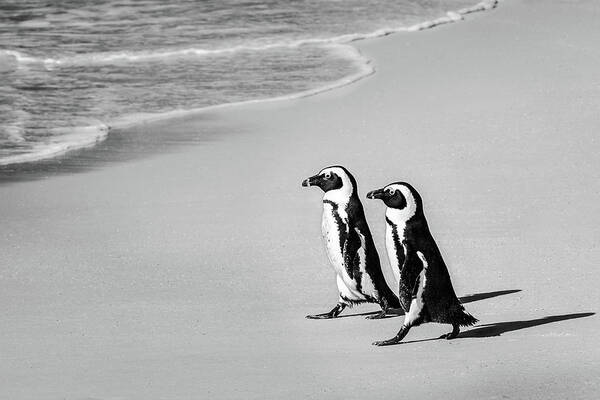 African Penguin Poster featuring the photograph Going For A Swim by Elvira Peretsman