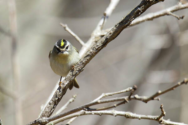 Gold Crowned Kinglet Poster featuring the photograph Gold Crowned Kinglet by Brook Burling