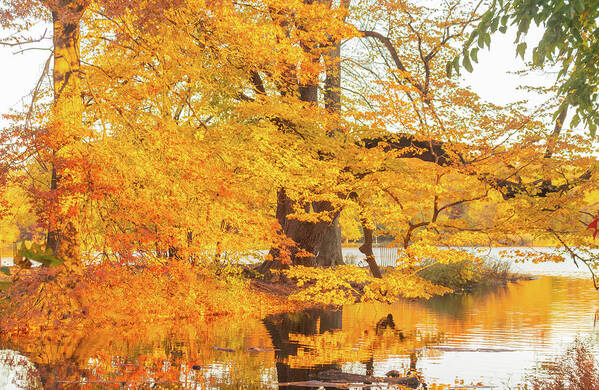 Nature Poster featuring the photograph Golden Autumn in New York by Auden Johnson