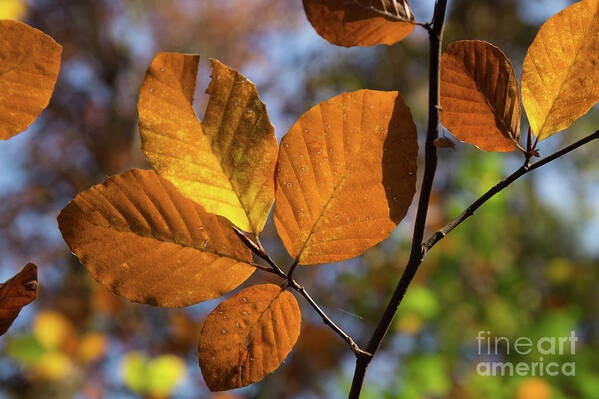 Leaves Poster featuring the photograph Golden brown leaves by Adriana Mueller