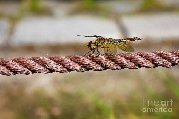 Dragonfly Poster featuring the photograph Golden dragonfly by Lyl Dil Creations