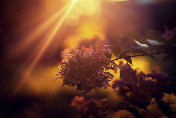 Strawberry Hydrangea Poster featuring the photograph Golden hour light over hydrangea by Lilia S