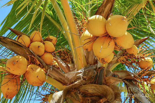 Palm Tree Poster featuring the photograph Golden Malayan Dwarf Coconuts by Olga Hamilton