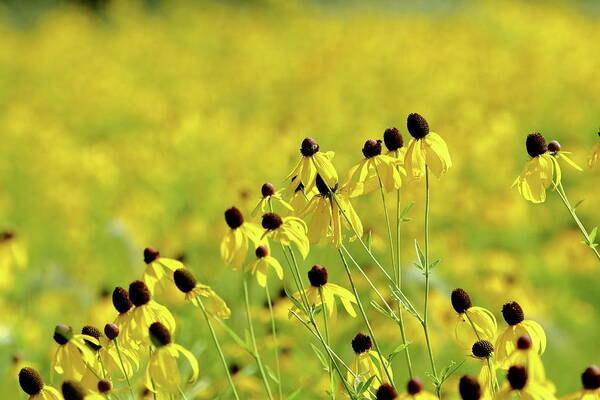 Nature Poster featuring the photograph Golden Prairie by Lens Art Photography By Larry Trager