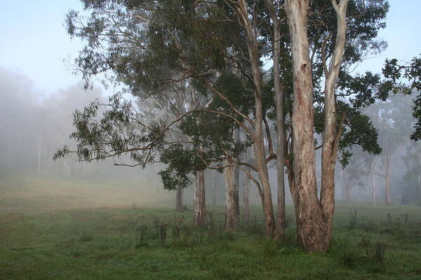 Tree Poster featuring the photograph Good Morning Gum Trees by Maryse Jansen