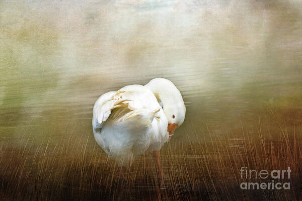 Goose Poster featuring the photograph Goose with an Itch by Elaine Teague