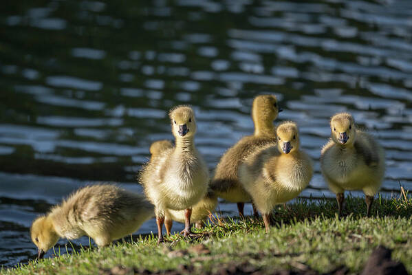 Goslings Poster featuring the photograph Goslings by Bill Cubitt