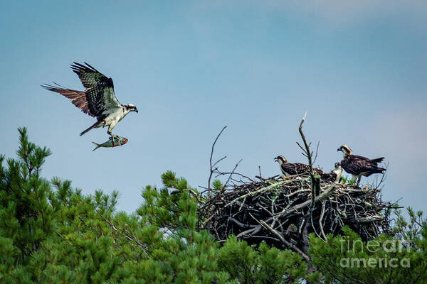 Osprey Poster featuring the photograph Gotta Feed the Kids by Alyssa Tumale