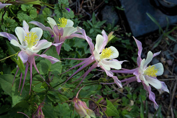 Columbines Poster featuring the photograph Graceful Blossoms by Alana Thrower
