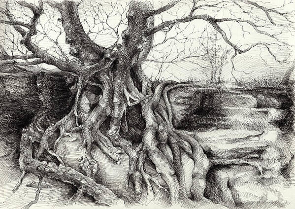 Drawing Poster featuring the drawing Graceful tree that grows on the sandstone by Adriana Mueller