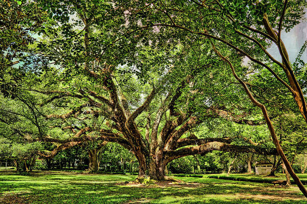 Oak Tree Poster featuring the photograph Grand Oak Tree by Judy Vincent
