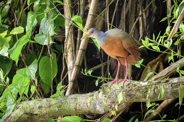 Colombia Poster featuring the photograph Gray Cowled Wood Rail Entreaguas Ibague Tolima Colombia by Adam Rainoff