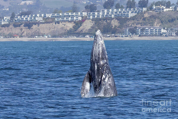 Festival Of Whales Gray Whale Poster featuring the photograph Gray Whale Breaching by Loriannah Hespe