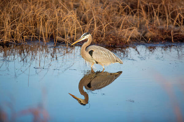 Back Bay Poster featuring the photograph Great Blue Heron Reflection by Donna Twiford