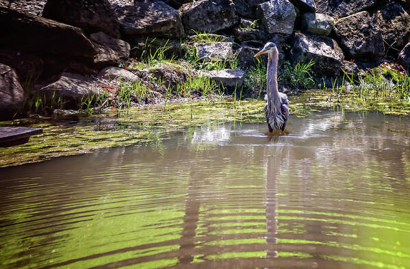 Great Blue Heron Poster featuring the photograph Great Blue Heron Wading For Food by Pheasant Run Gallery