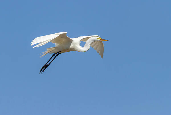 Great Egret Poster featuring the photograph Great Egret 2014-14 by Thomas Young
