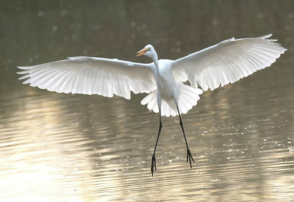 Great Egret Poster featuring the photograph Great Egret 5759-011621-3 by Tam Ryan