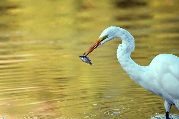 Great Egret Poster featuring the photograph Great Egret 7175-080720 by Tam Ryan