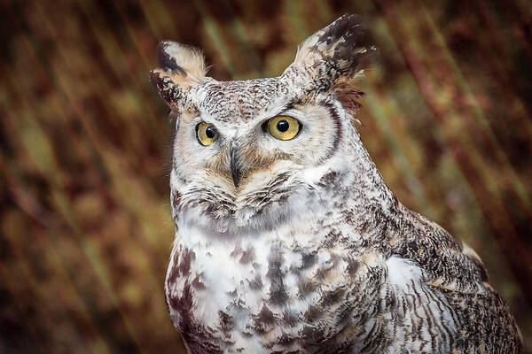 Owl Poster featuring the photograph Great Horned Owl Portrait by Patti Deters