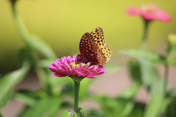 Butterfly Poster featuring the photograph Great Spangled Fritillary by Scott Burd