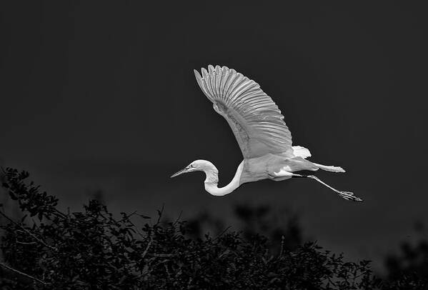 Egret Poster featuring the photograph Great White Egret Coming In by Gordon Ripley