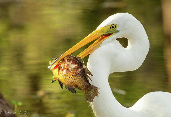 Great White Heron Poster featuring the photograph Great White Heron by David Lee