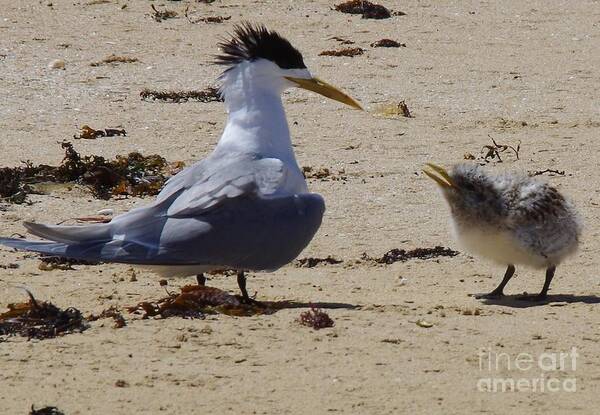 Greater Crested Tern Poster featuring the photograph Greater Crested Tern With Chick by Lesley Evered