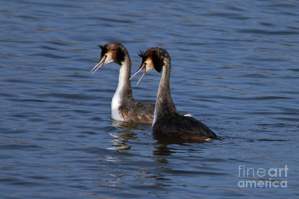 Birds Poster featuring the photograph Grebes Dancing by Stephen Melia