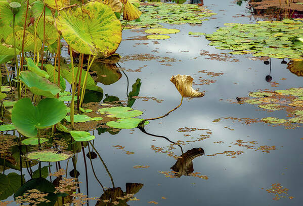 Pond Plants Poster featuring the photograph Green and Gold Pond Plants by Cate Franklyn