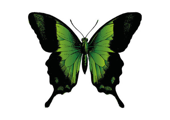 Green Butterfly Poster featuring the digital art Green Butterfly by Eclectic at Heart