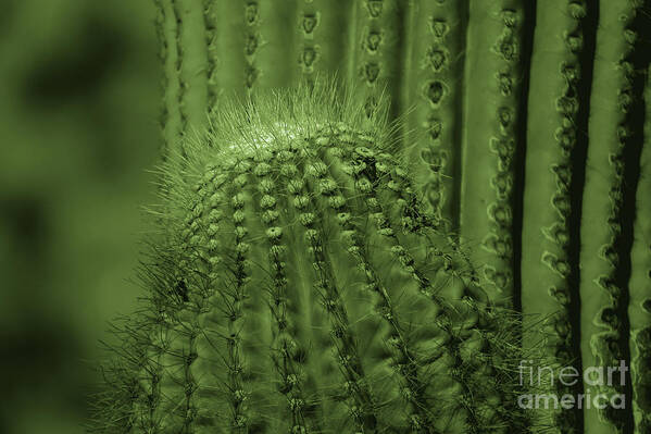 Plants Poster featuring the photograph Green Cactus by Mary Mikawoz