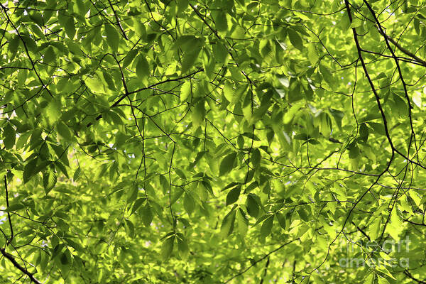 American Beech Poster featuring the photograph Green Canopy by Sandra Huston