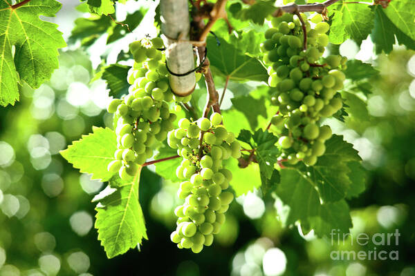 Grape Poster featuring the photograph Green Grapes by Rich S