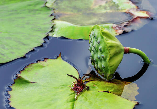 Green Poster featuring the photograph Green Lotus Seed Pod by Cate Franklyn